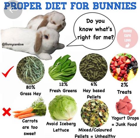 Bunnies Of North Central on Instagram: “One of the main reasons #bunnies die TOO YOUNG is because their owners are not feeding them a proper #diet :( Hay, pellets and greens are…” Bunny Care Tips, Rabbit Meat, Funny Bunny Videos, Pet Rabbit Care, Rabbit Diet, Meat Rabbits, Rabbit Treats, Baby Buns, Bunny Room