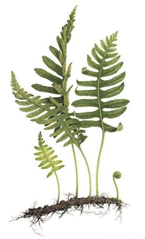 Fern Wall Art, Flower Drawing Tutorials, Minimal Painting, Watercolor Flowers Tutorial, Forest Plants, Plant Book, The Joy Of Painting, Illustration Botanique, Forest Illustration