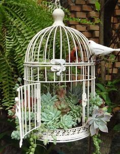 10 idées de composition florale avec des succulentes, plantes grasses et cactus - Esprit Laïta Birdcage Planter, Plant Succulents, نباتات من�زلية, Bird Cage Decor, Succulent Gardening, Bird Cages, Cactus Y Suculentas, Deco Floral, Rustic Gardens