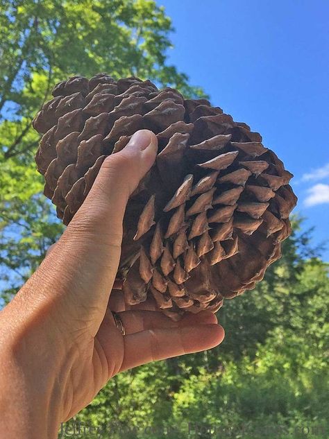 Beautiful Floridian Pine Cones I 100% All Natural I Unscented I 4" to 6” Tall I Bug Free I Bulk Package(s) I Available in Quantities of 6, 12, or 24 pcs. FREE SHIPPING!

Color: Brown

1. IDEAL CHOICE - 100% All Natural Floridian Pine Cones, 4" to 6" Tall, Naturally Grown on Floridian Pine Trees. Perfect for Decorative Displays, Holiday Crafting Projects, Home Decor Accents and/or any Special Occasion(s). Large Pine Cone Crafts Ideas, Large Pinecones Ideas, Giant Pine Cones, Bowling Ball Art, Large Pine Cones, Small Pine Cones, Pine Cone Art, Cone Crafts, Diy Pinecone