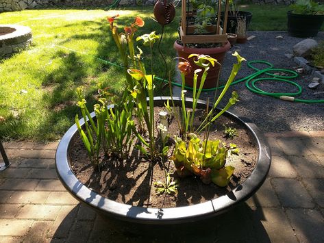 How To Make A Container Bog Garden Carnivorous Plants Terrarium, Bog Plants, Bog Garden, Porch Plants, Garden Container, Chicago Botanic Garden, Plants Growing, Big Garden, Big Plants