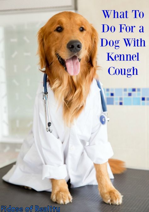 What To Do For a Dog With Kennel Cough - Fidose of Reality Dog Cone Alternative, Kennel Cough, Dog Cone, Cone Of Shame, Dog Wellness, Dog Health Tips, Emotional Support Animal, Dog Blog, Puppy Care