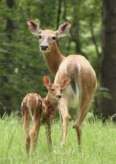 Whitetail Deer Pictures, Fawn Deer, Regnul Animal, Deer Photos, Deer Pictures, Deer Family, Whitetail Deer, Baby Deer, Cute Animal Pictures