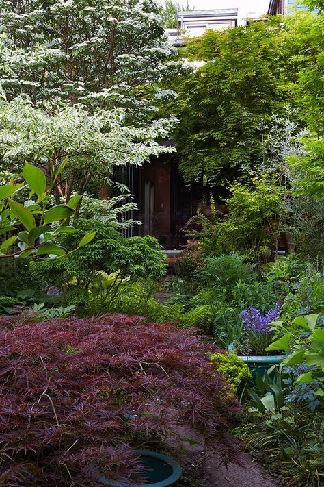 Marjorie Harris Toronto garden Japanese maple tree ; Gardenista Acer Trees Garden, Acer Dissectum, Acer Garden, Naturalistic Garden, Garden Japanese, Hosta Gardens, Room View, Pergola Attached To House, Japanese Maple Tree