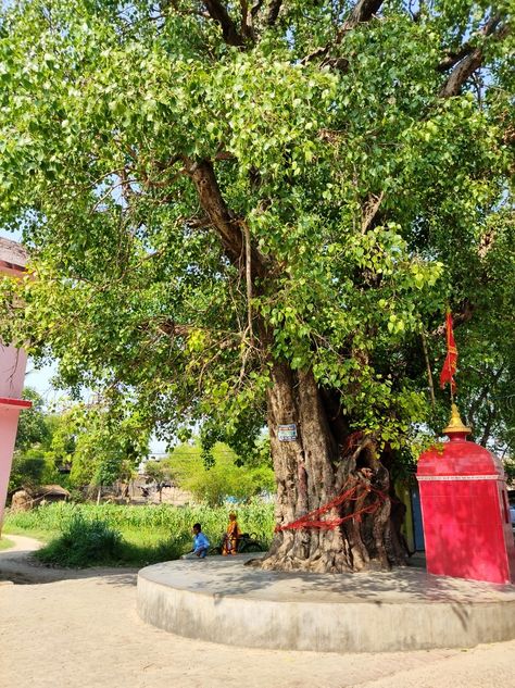 Flower in a pot image background image Pipal Tree, Nature Friendly, Nature Lover, Bar, Green, Quick Saves, Nature