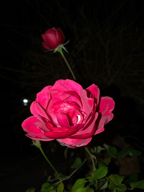 Dark Pink Roses Aesthetic, Rose Night, Rose In Hand, Rosé Aesthetic, Shadow Pictures, Dark Aesthetic, Dark Pink, Aesthetic Wallpaper, Pink Rose