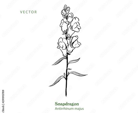 Snap Dragon Tattoo Simple, Snap Dragon Flower Tattoo, Snapdragon Drawing Simple, Snapdragon Flower Tattoo, Snap Dragon Tattoo, Snapdragon Tattoo, Dragon Tattoo Simple, Eden Tattoo, Dragon Tattoo Outline