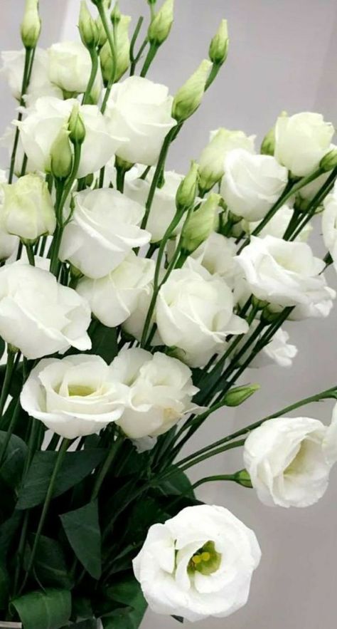 Flores Aesthetic, Beautiful Good Morning, Good Morning Image, Nothing But Flowers, Flower Names, Flower Therapy, Types Of Flowers, Flower Shop, White Roses