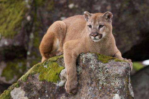 This cougar, who loves long walks in the woods (where you can't shout for help). Prairie Dog, Mountain Lion, Biome, Leopards, Taxidermy, Big Cats, Wild Cats, Habitat, Panther