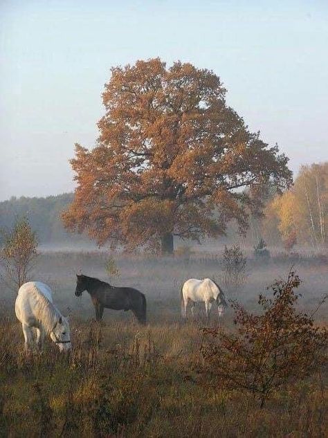 English Countryside, Horse Love, Autumn Aesthetic, Horse Girl, Beautiful Horses, Country Life, Farm Life, Fall Vibes, Beautiful Nature