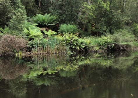 Reflections at Fern Glade in Burnie, Tasmania Burnie Tasmania, Tasmania Road Trip, Tasmania, Special Places, Fern, Road Trip, Things To Do, Australia, Road