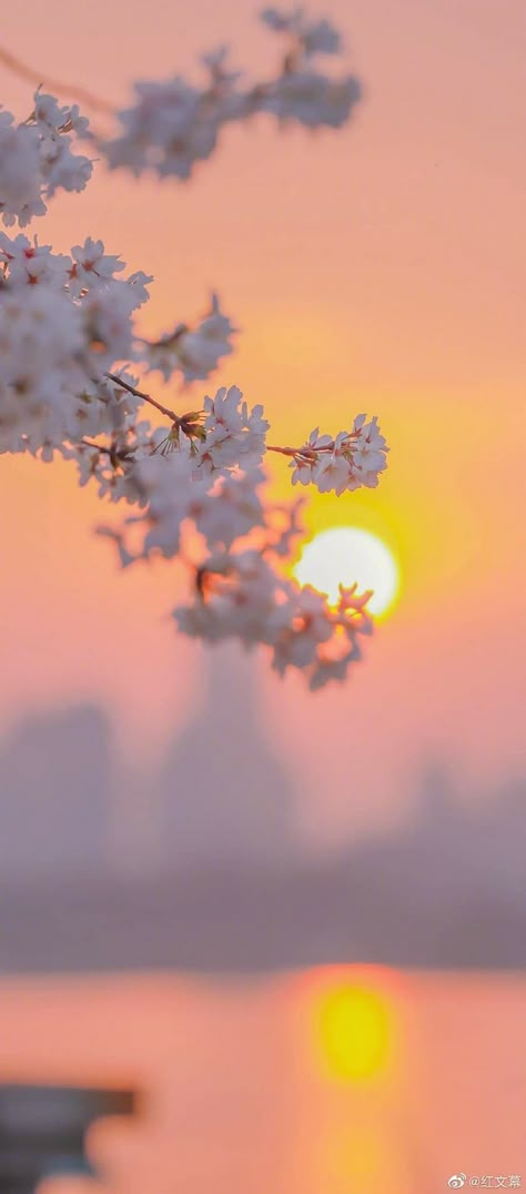 Be Thankful, Sports Photography, Be Ready, Phone Wallpaper, This Year, The Sun, Cherry, Trees, Wallpapers