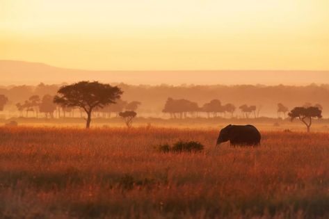 The Coolest Luxury Safari Lodge Is Kenya's Angama Mara Africa Trees, Plains Landscape, Luxury Lodges, Luxury Safari Lodge, Safari Photography, The Big Five, Africa Photography, Maasai Mara, 17th Century Art