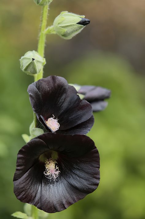 Goth Plants, Black Hollyhock, Flower Bed Borders, Hollyhocks Flowers, Lab Black, Goth Garden, White Forest, List Of Flowers, Orange Tulips