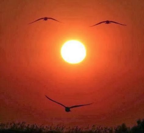 Happiest Sunset Ever – Funny Pics & Memes of the Hilarious & Weird Excited Pictures, Perfectly Timed Photos, Perfect Timing, Optical Illusions, Amazing Nature, Sunrise Sunset, Beautiful World, Amazing Photography, Wonders Of The World