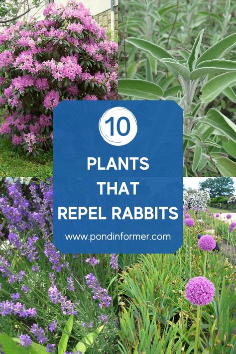 Guide to 10 of the most rabbit-resistant plants, their native regions, planting & growing tips, plus alternative methods to deter rabbits. Rabbit Resistant Annuals, Bunny Resistant Plants, Rabbit Deterrent Plants, Flowers That Rabbits Will Not Eat, Plants Rabbits Wont Eat, Deter Rabbits From Garden Plants, Rabbit Resistant Flowers, Rabbit Resistant Landscaping, Bunny Proof Garden