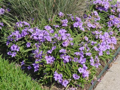 DWARF MEXICAN PETUNIA - Texas Superstar® Plants Mexican Petunia Landscaping, Mexican Petunia, Sod Installation, Josephs Coat, Goat Yoga, Texas Gardening, Petting Zoo, Landscaping Supplies, Laser Tag