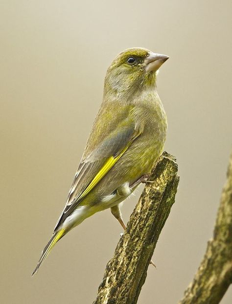 A pretty European greenfinch (Chloris chloris). This small songbird is widespread throughout Europe, northern Africa and soutwest Asia. (by Gill McLennan) Green Finch, Ontario Birds, Wild Birds Photography, Greenfinch, Northern Africa, Finches Bird, British Birds, World Birds, Garden Birds