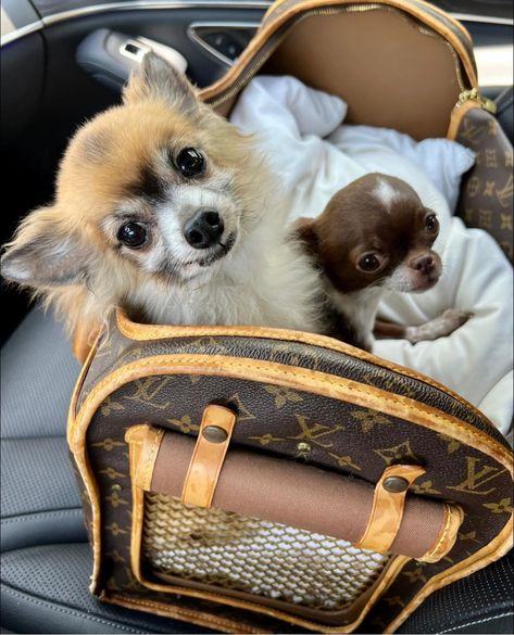 Love 💕 our kids 😊🥰🥰 Fiona screams and screams for me to take her for a ride 🚙 lol 😂 #chihuahua #chihuahuaoftheday #chihuahuas #chihuahualife #chihuahuaworld #chihuahualove #chihuahuafanatic #chihuahuasofinstagram Chihuahua In Purse, Spoiled Chihuahua, Chihuahua Accessories, Dog Mommy, Vet School, For Me, Europe Aesthetic, Random Ideas, Chihuahua Puppies