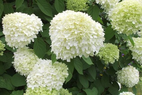 When To Prune Hydrangeas, Limelight Hydrangeas, Hydrangea Paniculata Limelight, Hydrangea Arborescens Annabelle, Hardy Hydrangea, Pruning Hydrangeas, Hydrangea Tree, Hydrangea Serrata, Hydrangea Landscaping