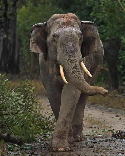 Elephant Photography, Jim Corbett National Park, Animal Caricature, Elephant Images, Velvet Painting, Elephant Pictures, Wildlife Pictures, Asian Elephant, Save The Elephants