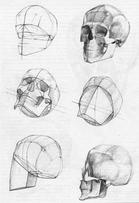 Gottfried Bammes, Skull Anatomy, Head Anatomy, Anatomy References, Skull Sketch, Academic Drawing, Skeleton Drawings, Istoria Artei, Drawing Heads