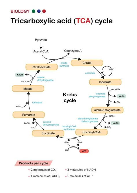 Krebs Cycle Diagram, Krebs Cycle Mnemonic, Krebs Cycle Notes, Atp Biology, Cellular Biology, Citric Acid Cycle, Biochemistry Notes, Medical School Quotes, Biology Diagrams