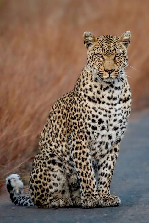 Leopard (Panthera pardus) / Léopard / Image by hanno.erasmus.1 (Hanno Erasmus) from instagram Big Cats Photography, Wild Animals Photography, Exotic Cats, Unusual Animals, Majestic Animals, Cat Photography, African Animals, Leopards, From Instagram