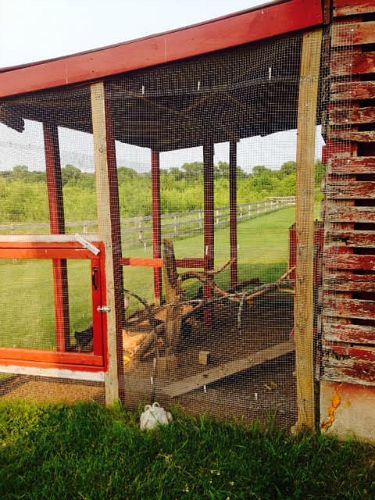 Angela From Central Wisconsin Sends in Her Chicken Coop Photos - One Hundred Dollars a Month Corn Crib, Easter Eggers, Black Oil Sunflower Seeds, Beautiful Chickens, Dumpster Diving, Starting Seeds Indoors, We Shed, Chicken Runs, Chicken Coops