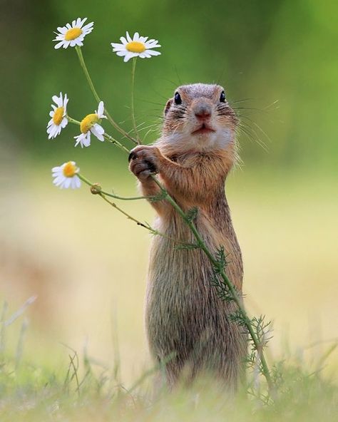 An Austrian Photographer Captures Uproarious Moments From Wild Animals’ Lives Like No One Else Can Ground Squirrel, Wildlife Photos, Hamsters, Wild Life, Animal Planet, Funny Animal Pictures, Animal Photo, Nature Animals, Cute Photos