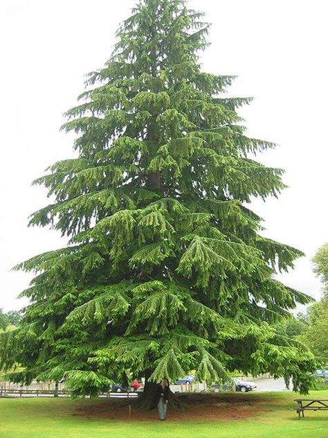 Eastern Hemlock (Canadian Hemlock ... Canadian Hemlock Trees, Eastern Hemlock Tree, Ecological Restoration, Hemlock Tree, Eastern Hemlock, Tsuga Canadensis, Evergreen Tree Tattoo, Evergreen Landscape, Canadian Hemlock