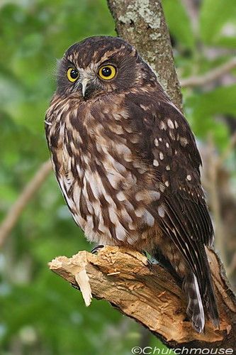 Morepork (Ruru) Owl | Morepork Owl Maori Name Ruru Scientifi… | Flickr Nz Birds, God Exists, Nocturnal Birds, Blue Butterfly Wallpaper, Owl Photos, Hive Mind, Bird Pictures, Bird Photo, Barn Owl