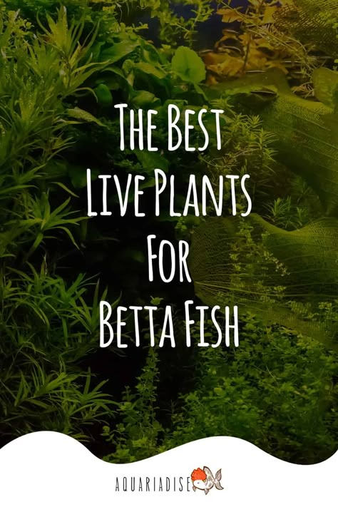 Best Live Plants For Beta Fish, Betta Fish With Live Plants, Community Betta Tank, Fluval Betta Tank, Betta Fish Sorority Tank Ideas, Beta Fish Bowl Ideas Plants, 2 Gallon Betta Fish Tank Ideas, What Can Live With Beta Fish, Natural Betta Aquarium Ideas