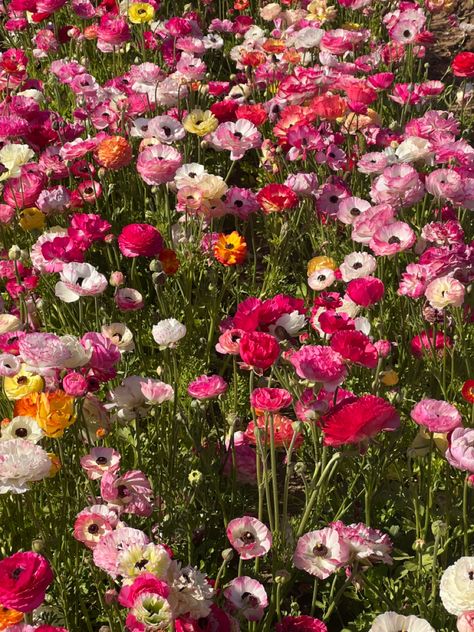 red, yellow, orange and white flower background. Coquette prairie flowers from Carlsbad Coquette Flowers, Carlsbad Flower Fields, Flower Field, Flowers