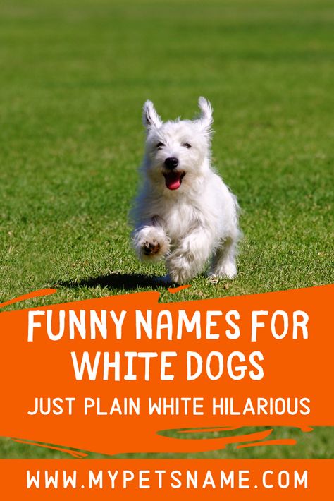 Prefer a humorous name for your companion? Take a look at some of our picks for funny names for white dogs and some shout outs to famous dogs in the media. Tell us which one you like best.  #funnynamesforwhitedogs #funnywhitedognames #funnydognames Funny Dog Names, Dog Name Ideas, Famous Dogs, Breeds Of Dogs, Funny Names, White Dogs, Mark Twain, Name Ideas, Pet Id