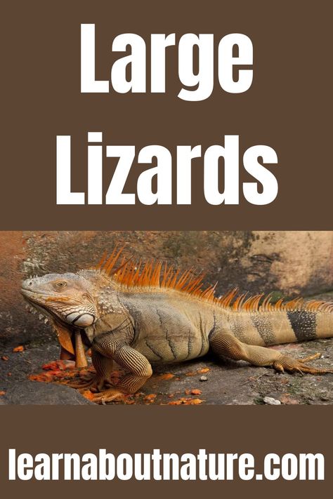 Large Lizards Nature Website, Lizard Types, Large Lizards, Monitor Lizard, Land Animals, About Nature, Lizards, Reptiles, Pet Care