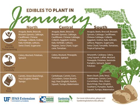 Vegetables to Plant in January - Gardening Solutions - University of Florida, Institute of Food and Agricultural Sciences Florida Garden, Planting Calendar, Florida Gardening, Garden Calendar, Fall Vegetables, Fall Garden Vegetables, Garden Solutions, Agricultural Science, Organic Soil