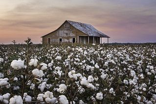 Cotton Field Photography, Cotton Farm, Cotton Bolls, Cotton Painting, Field Paint, Southern Art, Cotton Art, Landscape Inspiration, Cotton Fields