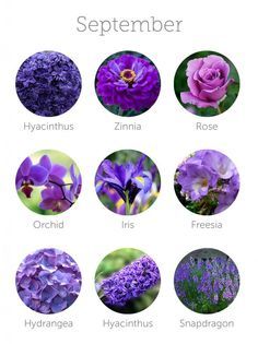 wedding flowers in season - september September Wedding Flowers, Flowers In Season, Wedding Flower Guide, September Flowers, Different Types Of Flowers, Flower Guide, Purple Wedding Flowers, September Wedding, Wedding Flower Arrangements