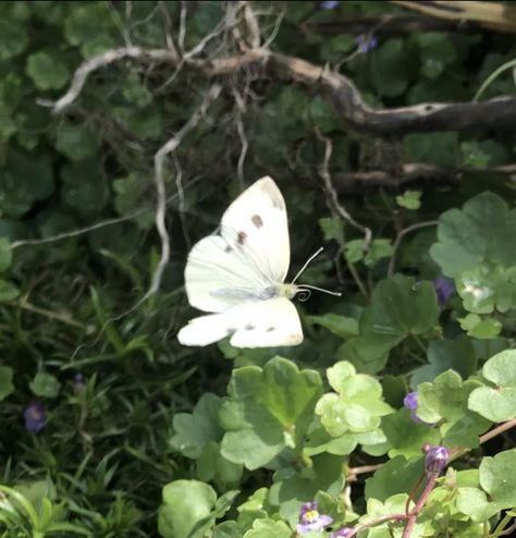 Fairycore vibes white butterfly flying angel pixie elf White Butterflies Aesthetic, Fairy With A Knife, White Butterfly Aesthetic, Elf Vibe, Elf Vibes, Pixie Aesthetic, Elf Queen, Flying Angel, Butterfly Flying