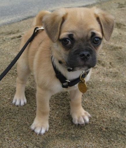 12 Unreal Chihuahua Cross Breeds You Have To See To Believe Chug Puppy, Chug Puppies, Puggle Puppies, Pug Mix, Dog Mixes, Pug Puppies, Chihuahua Mix, Pug Love, Chihuahua Dogs