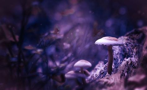 𝑀𝓊𝓈𝒽𝓇𝑜𝑜𝓂𝓈 Purple Mushroom Aesthetic, Dark Mushroom Aesthetic, Mushroom Aesthetic, Ancient Goddesses, Set Me Free, Purple Aesthetic, Pretty Flowers, Dark Aesthetic, Deep Purple