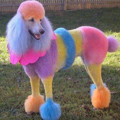 Dyed Dogs, Anjing Poodle, Poodle Haircut, Dog Ideas, Colorful Animals, Standard Poodle, The Grass, Pet Grooming, Animals Friends