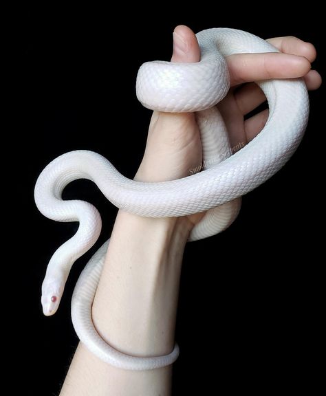 White Snakes, Water Snake, White Snake Aesthetic Wallpaper, Snake White, Cute White Snake, Albino Snake, White Snake Art, Blanca White Snake, White Snake