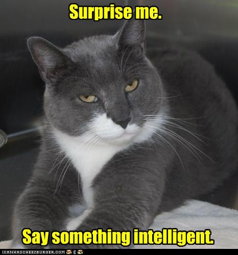 Surprise me. Yeah! Animal Funnies, Surprise Me, Cat Quotes, Funny Cat Memes, Funny Cat Pictures, Funny Animal Memes, Intp, The Funny, Grumpy Cat