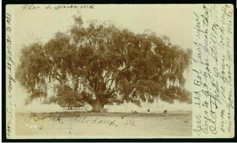 Thibodaux Louisiana, Louisiana History, Old Oak Tree, South Louisiana, Old Trees, Vintage Picture, Picture Postcards, Oak Tree, Vintage Pictures