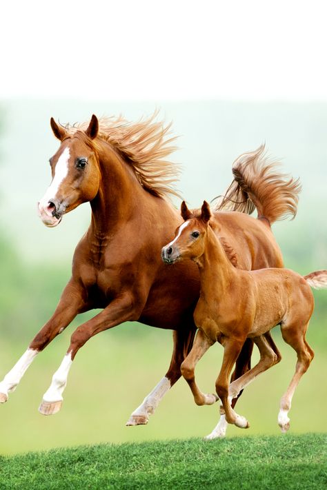 In this post, you will find excellent quotes about horses, funny horse quotes, unique horse captions for Instagram, and even short quotes about horses if you want to keep them sharp. Grow On Social Media, Chestnut Mare, Equestrian Quotes, Beautiful Horse Pictures, Palomino Horse, Most Beautiful Horses, Baby Horses, Majestic Horse, Chestnut Horse