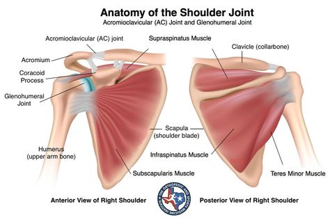 The shoulder is a ball-and-socket joint, which allows for a wide range of movement. Description from osmifw.com. I searched for this on bing.com/images Torn Rotator Cuff Symptoms, Supraspinatus Muscle, Infraspinatus Muscle, Shoulder Anatomy, Muscle Diagram, Rotator Cuff Exercises, Shoulder Pain Exercises, K Tape, Shoulder Problem