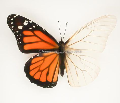 Butterfly Structure, Butterfly Body Parts, Butterfly Growth, Wing Anatomy, Butterfly Wing Tattoo, Wing Structure, Flight Patterns, Open Wings, Wings Drawing