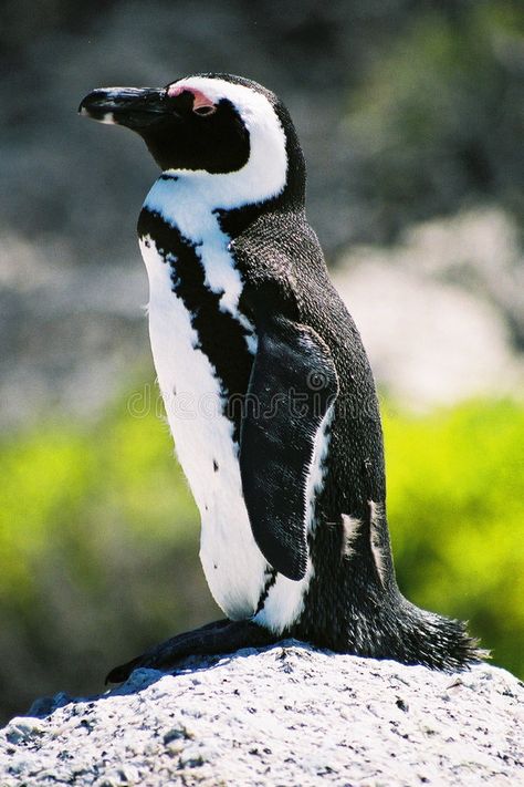 Galapagos Island, Galapagos Penguin, Humboldt Penguin, Flightless Bird, Aquatic Animals, Galapagos Islands, On The Rocks, Endangered Species, Art Challenge